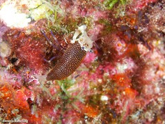 Gnathophyllum elegans