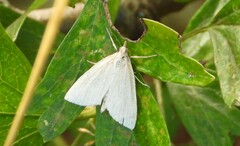 Udea lutealis