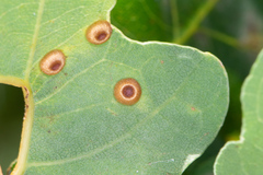 Neuroterus numismalis