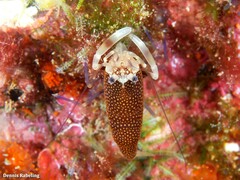 Gnathophyllum elegans