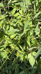 Bidens frondosa