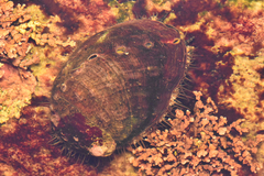 Haliotis kamtschatkana