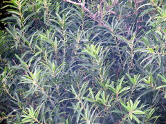 Sapium glandulosum