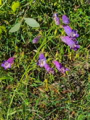 Penstemon dasyphyllus