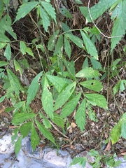 Elatostema lineolatum