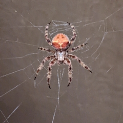 Araneus gemmoides