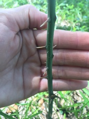 Smilax bona-nox