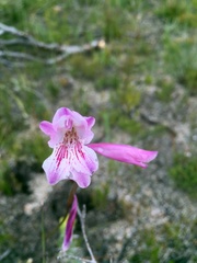 Gladiolus hirsutus