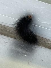 Hypercompe scribonia