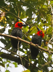 Pityriasis gymnocephala
