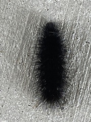 Hypercompe scribonia