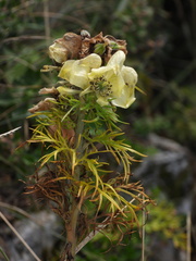Aconitum anthora