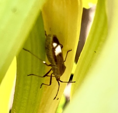 Anasa tristis