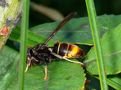 Vespa velutina nigrithorax