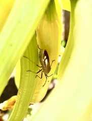 Anasa tristis