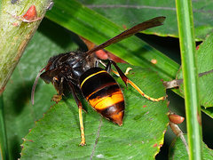 Vespa velutina nigrithorax