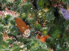 Gnathophyllum elegans