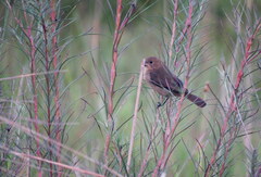 Sporophila