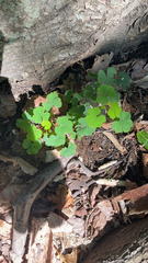 Oxalis