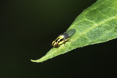 Thaumatomyia