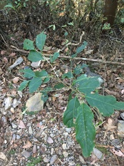 Casearia glomerata