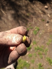 Panchlora