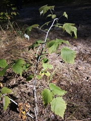 Rubus × idaeoides