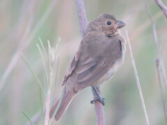 Sporophila
