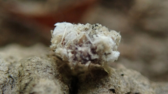 Ceraeochrysa lineaticornis