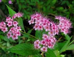 Spiraea japonica