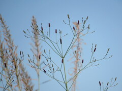 Eryngium ebracteatum