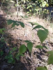 Rubus × idaeoides