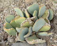 Opuntia basilaris basilaris