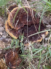 Phaeolus