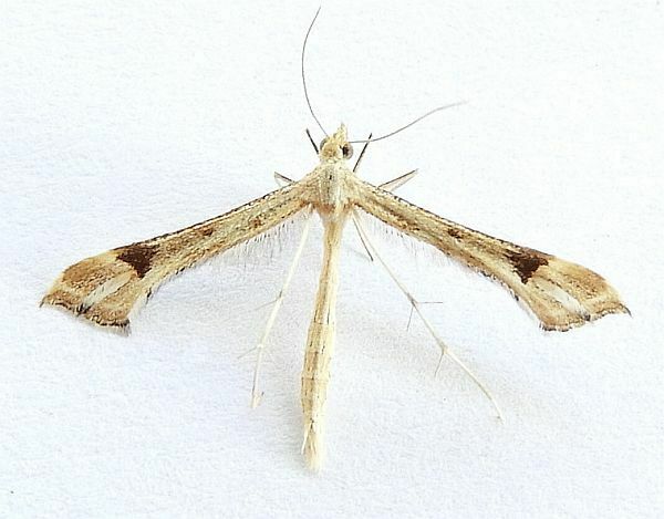 Beardtongue Plume Moth