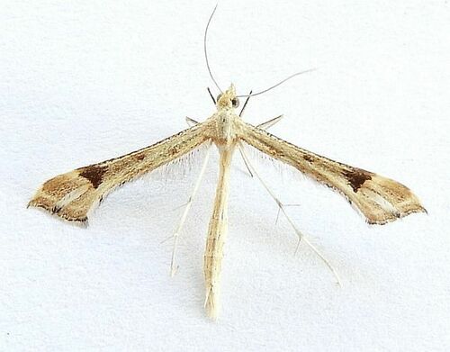 Beardtongue Plume Moth