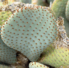 Opuntia basilaris basilaris