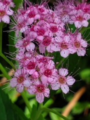 Spiraea japonica