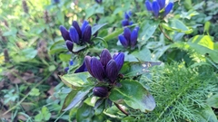 Gentiana clausa