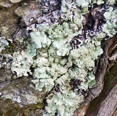 Parmelioideae
