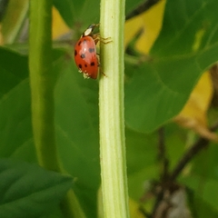Hesperomyces harmoniae