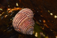 Calliostoma