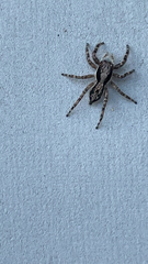 Menemerus bivittatus