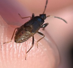 Rhyparochrominae