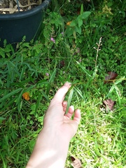 Desmodium
