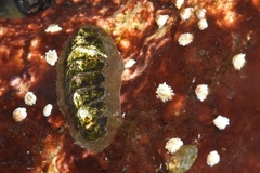 Polyplacophora