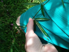 Desmodium