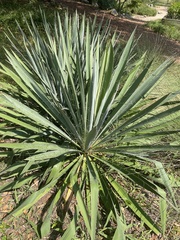 Yucca filamentosa