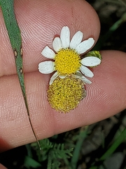 Tanacetum parthenium