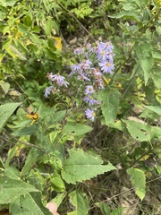 Symphyotrichum shortii